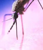  Phát hiện thoi trùng của P. falciparum ở muỗi  Anophen