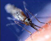 Triệt sản muỗi truyền bệnh để khống chế nguy cơ  bệnh sốt rét