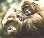 Sự lan rộng gần đây của Plasmodium vivax và tính đồng nhất về di truyền với Plasmodium simium (ký sinh trùng ở khỉ)