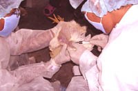 Tin hoạt động y tế trong nước(Theo Báo cáo của Bộ Y tế tháng 12/2005)