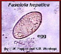 Hiệu quả métronidazole trong điều trị fasioliasis
