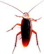 Con gián – loài gây hại ở các căn nhà của chúng ta