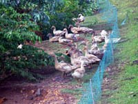 Tin về công tác y tế dự phòng ngành y tế  tháng 8/2006