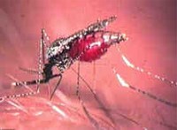 Nhiệt độ nào thích hợp để ký sinh trùng sốt rét phát triển ở muổi truyền bệnh