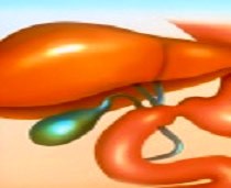 Các phương pháp chẩn đoán sán lá gan lớn-từ cổ điển đến hiện đại