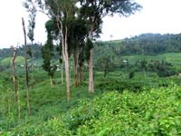 Kinh nghiệm phòng chống sốt rét cho dân di cư tự do tại tỉnh Đăk Nông