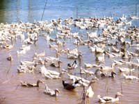 Nghiên cứu biến đổi thành phần gen H5 của Virus cúm A H5N1 của Vịt An Giang (Việt Nam) và Thế giới