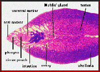 Quyết định số 3240/QĐ-BYT của Bộ Y tế ngày 13 tháng 9 năm 2006 về việc ban hành “Hướng dẫn chẩn đoán và điều trị bệnh sán lá gan lớn ở người”