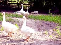 Những khái niệm cơ bản về bản chất của bệnh cúm A (H5N1) và đại dịch cúm gia cầm