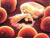 Các nghiên cứu mới về ký sinh trùng sốt rét và điều trị bệnh sốt rét