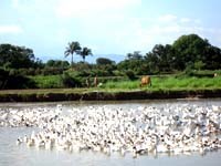 Tin hoạt động y tế dự phòng ngành y tế  tháng 6/2007