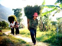 Cảnh báo nguy cơ sốt rét quay trở lại và các giải pháp khống chế tại tỉnh Thừa Thiên-Huế