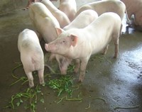 3 trường hợp bệnh ấu trùng sán lợn ký sinh tại mắt và não được phát hiện ở Bệnh viện Trường Đại học Y Dược Huế