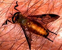 Phòng tránh ruồi trâu và ruồi chuồng gia súc ở vùng rừng núi