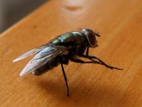 Ruồi nhà và dịch bệnh sau lũ lụt