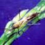 Nhân ca bệnh viêm da tiếp xúc gây bỏng do lân tinh từ bướm hai chấm đục thân lúa tryporiza incertulus