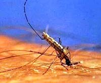 Phát hiện mới về khứu giác của muỗi Anopheles