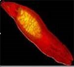 Nghiên cứu hiệu quả điều trị Triclabendazole đối với bệnh sán lá gan lớn tại tỉnh Bình Định