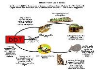 Ô nhiễm thuốc sát trùng:  Cloral và DDT