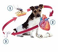 Nhân trường hợp nhiễm giun chỉ Dirofilaria repens lần đầu tiên phát hiện tại Việt Nam