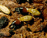 Phần 1: Mối và tập tính sinh học của mối