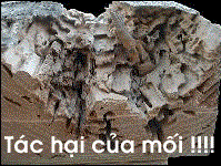 Phần 2:  Mối - Các mặt ưu và  nhược điểm của mối.