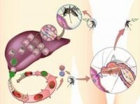 Mổ muỗi - Một kỹ thuật xác định vai trò truyền bệnh sốt rét của muỗi