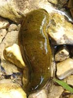 Cảnh giác đỉa chui vào miệng do uống nước khe suối