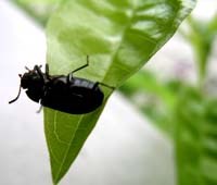 Viện sốt rét-Ký sinh trùng-Côn trùng Quy Nhơn thành lập đoàn điều tra xác minh côn trùng lạ ảnh hưởng đến sinh hoạt người dân tại tỉnh Kon Tum