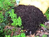 Loài “côn trùng lạ” mà không lạ.