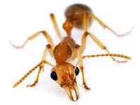 Một số điều lý thú về loài kiến!