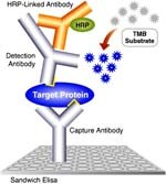 Angiostrongylus cantonensis ký sinh và gây bệnh trong hệ thần kinh trung ương