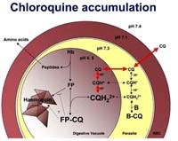 Kháng thuốc kháng sinh Ciprofloxacine do sử dụng bừa bãi các thuốc chống sốt rét có cấu trúc hóa học và cơ chế tác dụng tương tự ?