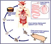 Ký sinh trùng và một số bệnh lây truyền qua đường ăn uống