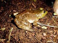 Ăn thịt ếch nhái dễ bị bệnh sán nhái