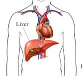 Hội thảo khoa học gan mật toàn quốc lần thứ IV (Fourth National Conference of Vasld in Quinhon city, Vietnam from 23-24 August, 2008)