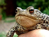 Ăn thịt cóc có thể nguy hiểm đến tính mạng !