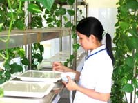 “Bác sĩ” của… muỗi