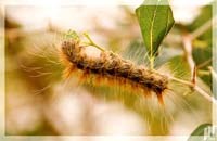 “Văcxin” ngừa côn trùng