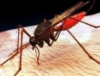 Côn trùng biến đổi gen-triển vọng và nguy cơ tiềm tàng