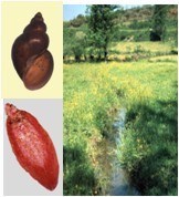 Tổn thương hệ gan mật trên người và động vật hiếm gặp do loài sán lá Dicrocoelium dendriticum