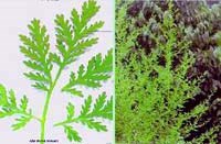 Hiệu lực của thuốc Artesunate với bệnh sán lá gan lớn