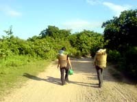 Bệnh sốt rét có chiều hướng gia tăng tại tỉnh Gia Lai trong cuối năm 2008