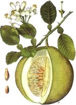 Thanh trà, loại trái cây đặc sản của Huế có tác dụng chữa bệnh