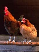 Mạt gà có khả năng truyền bệnh không ?