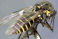 Loại côn trùng gì bay thành đám quanh đầu ?