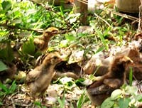 Cảnh giác bệnh cúm gia cầm và bệnh cúm A (H5N1) ở người phát triển thành dịch trong mùa Đông-Xuân