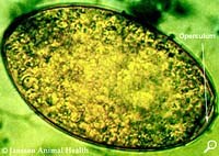 Bàn luận về trường hợp nhiễm sán lá gan lớn gây dãn đường mật trong gan ở người