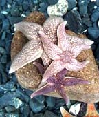 Danh mục 100 loài sinh vật được xem là nguy hiểm nhất trên thế giới