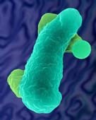 Đơn bào Entomoeba histolytica liên quan đến một số bệnh lý tại đường tiêu hóa ở người